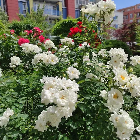 Апартхотел Amara Sunny Слънчев бряг